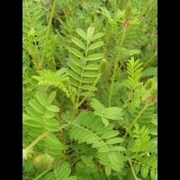 Sainfoin cultive, Onobrychis viciifolia (fam Papilionacees) (Europe, Asie occidentale) (2)